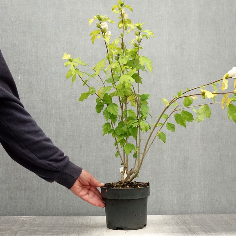 Hibiscus syriacus Totus Albus - Rose of Sharon 2L/3L pot sample as delivered in summer