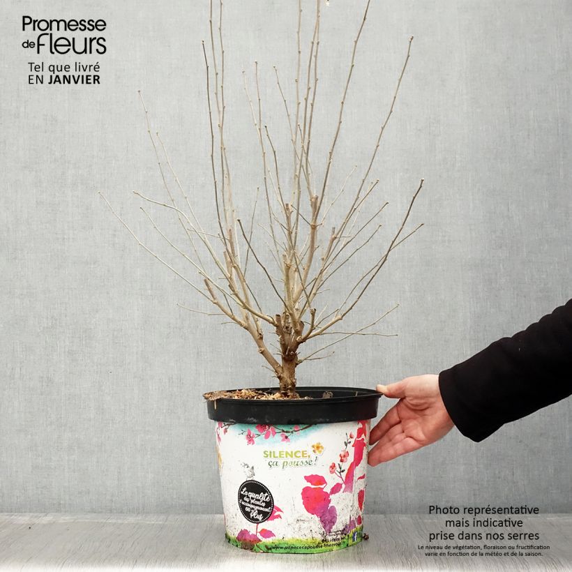 Hibiscus syriacus Ultramarine Minultra - Rose of Sharon 7.5L/10L pot sample as delivered in winter