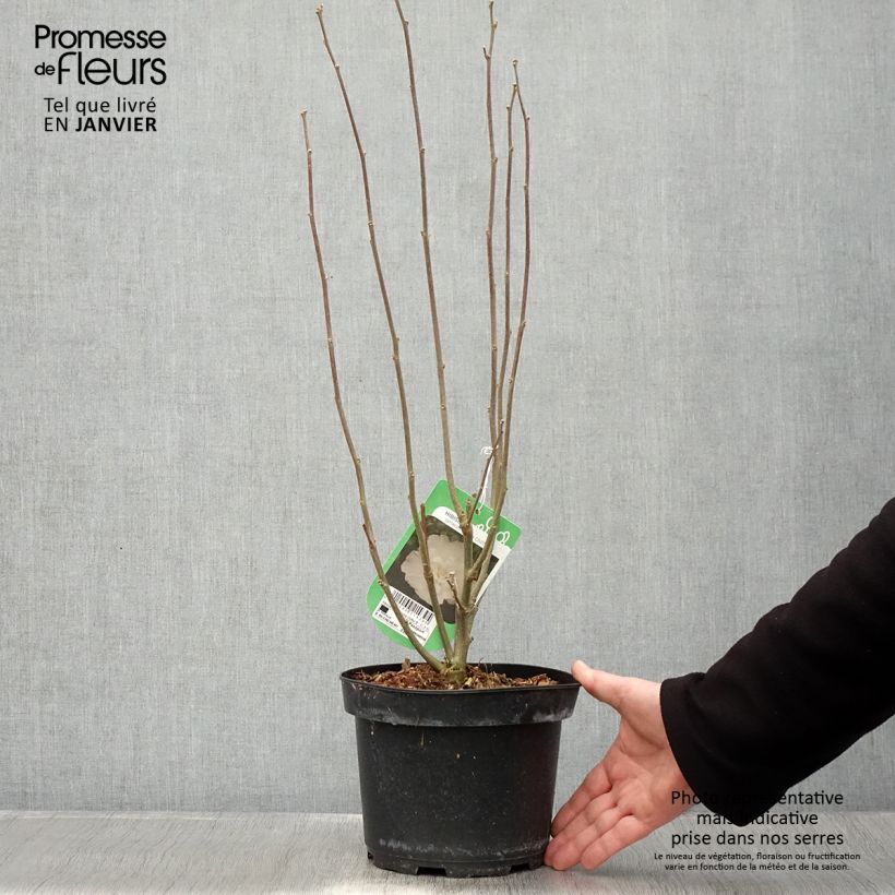 Hibiscus syriacus White Chiffon - Rose of Sharon 2L/3L pot sample as delivered in winter