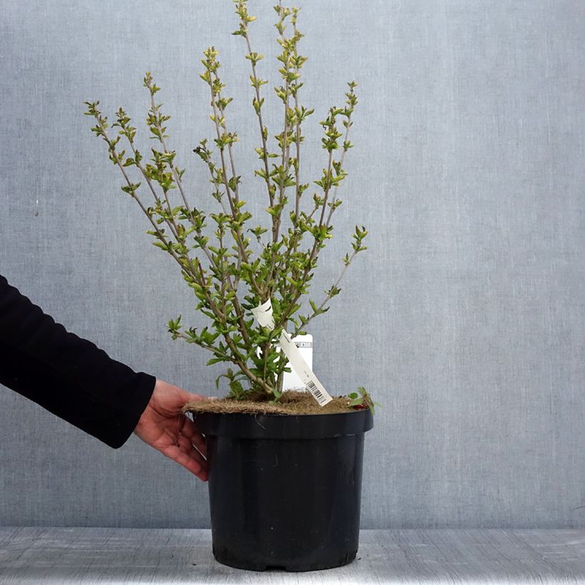 Hibiscus syriacus Woodbridge - Rose of Sharon 6L/7L pot sample as delivered in spring