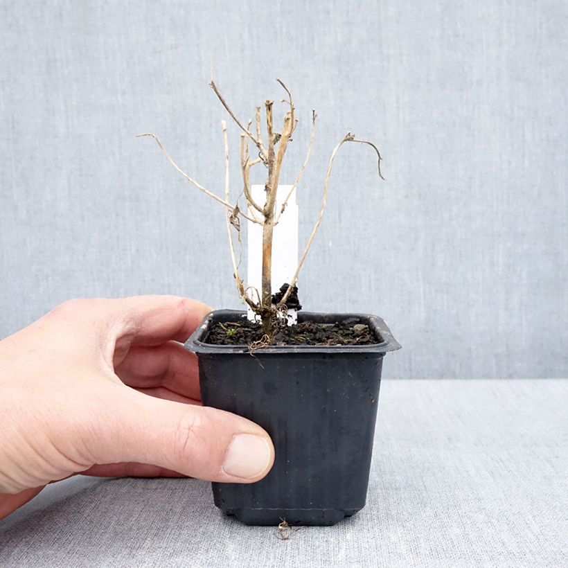 Hibiscus trionum - African Hibiscus 8/9 cm pot sample as delivered in spring