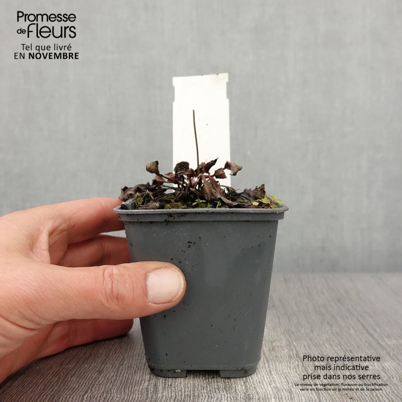 Hieracium maculatum 8/9 cm pot sample as delivered in autumn