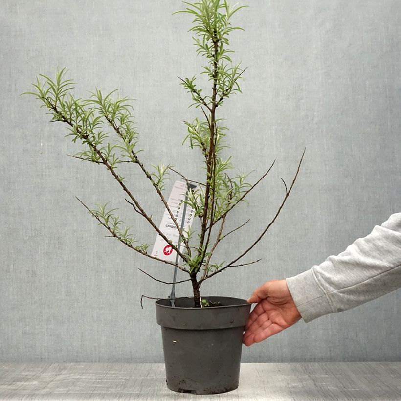 Hippophae rhamnoides Botanica 3L/4L pot sample as delivered in spring