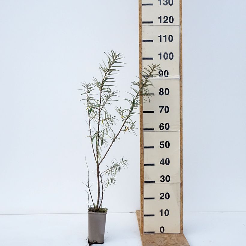 Hippophae rhamnoides Garden's Gift 1.5L/2L pot, Clump sample as delivered in autumn