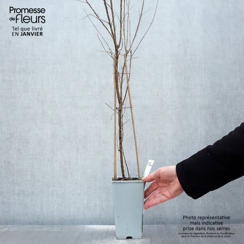 Hippophae rhamnoides Leikora 1.5L/2L pot sample as delivered in winter