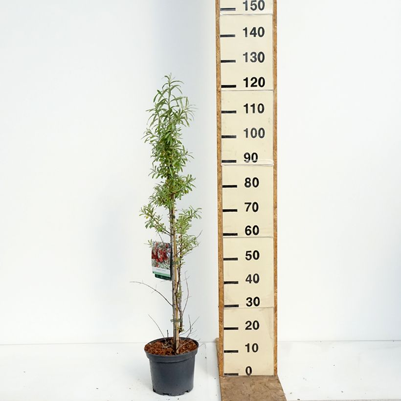 Hippophae rhamnoides Sirola - Sea buckthorn 4L/5L pot, Clump sample as delivered in spring