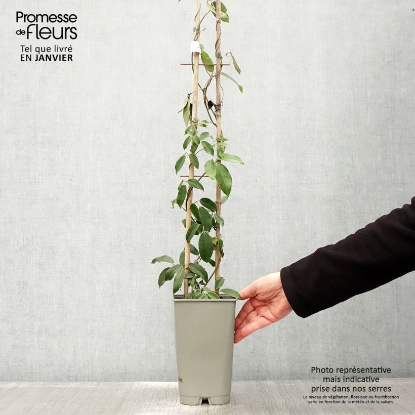 Holboellia coriacea - Sausage Vine 2L/3L pot sample as delivered in winter