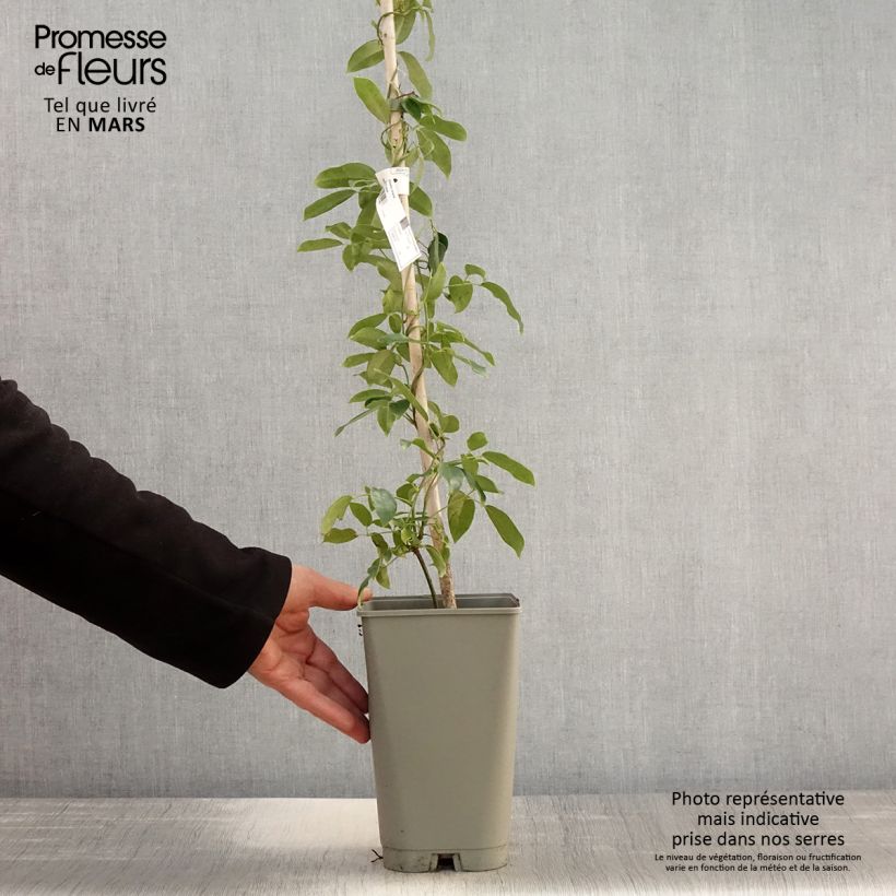 Holboellia coriacea - Sausage Vine 2L/3L pot sample as delivered in spring