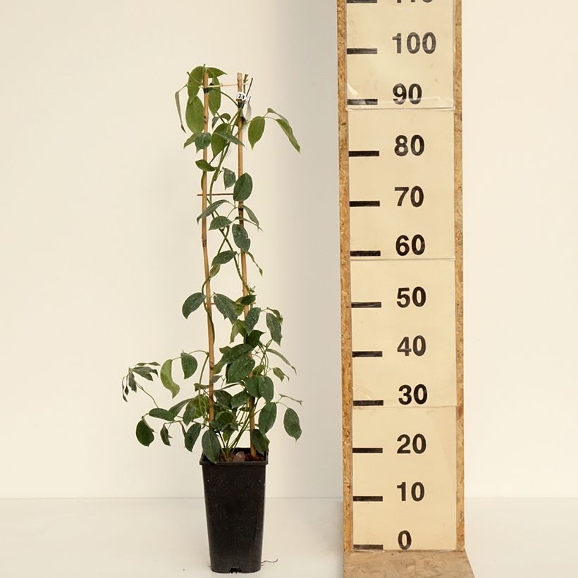 Holboellia traversii - China Bluebell 3L/4L pot sample as delivered in spring