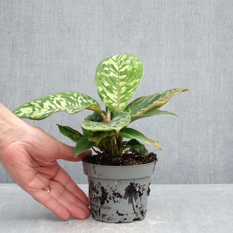 Aglaonema wallisii Camouflage - Chinese evergreen 12cm pot sample as delivered in spring