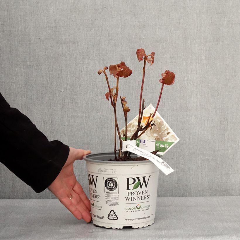 Hydrangea quercifolia GATSBY MOON 2L/3L pot sample as delivered in winter