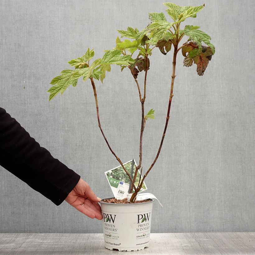 Hydrangea quercifolia Gatsby Star - Oak-leaved Hydrangea sample as delivered in spring