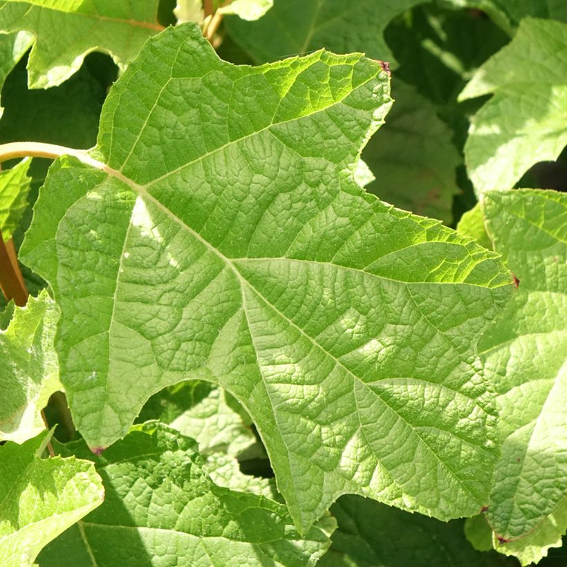 Hydrangea quercifolia Gatsby Star (Foliage)
