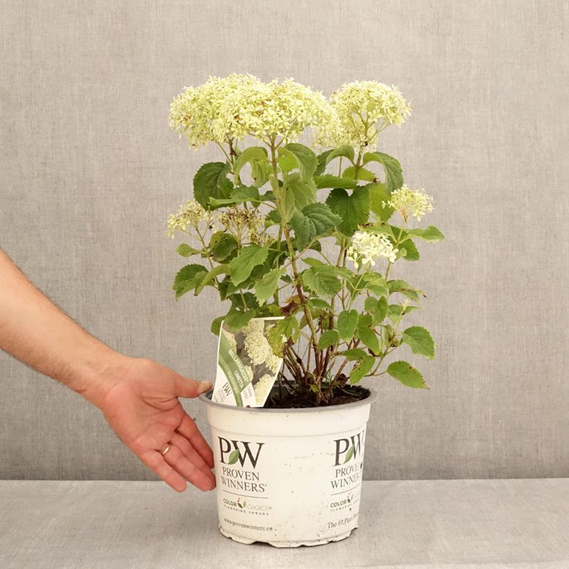 Hydrangea arborescens BellaRagazza Limetta 4L/5L pot sample as delivered in summer