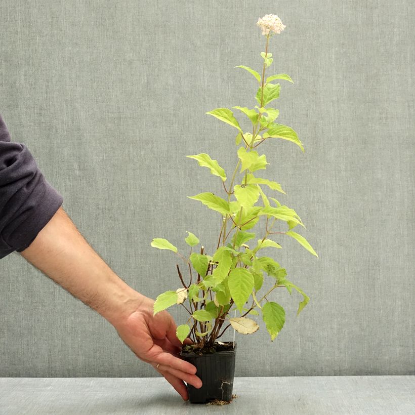 Hydrangea arborescens Candybelle Marshmallow 8/9 cm pot sample as delivered in summer