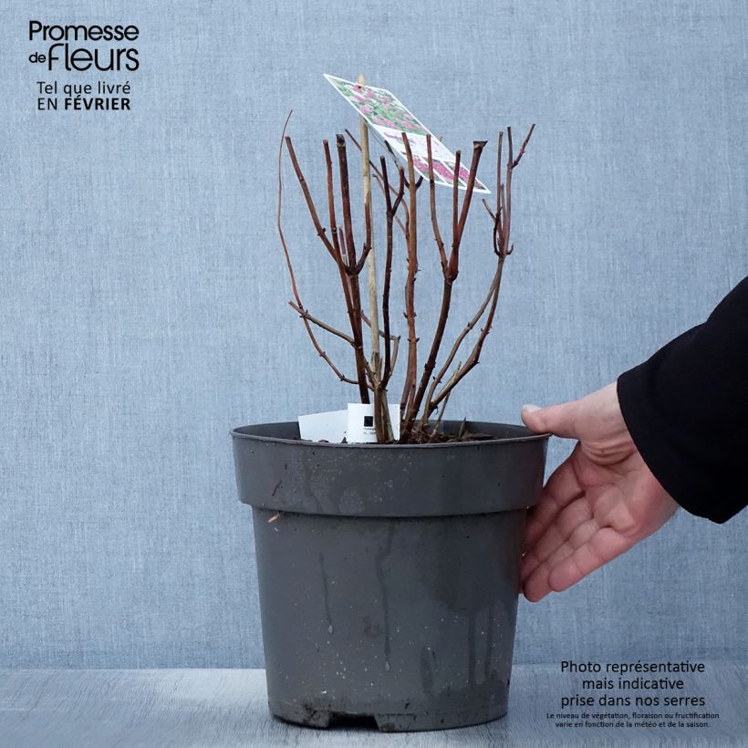 Hydrangea arborescens Candybelle Sorbet 4L/5L pot sample as delivered in winter