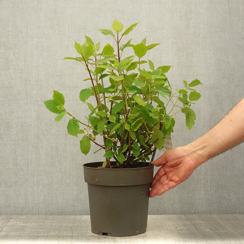 Hydrangea arborescens Candybelle Sorbet 4L/5L pot sample as delivered in spring