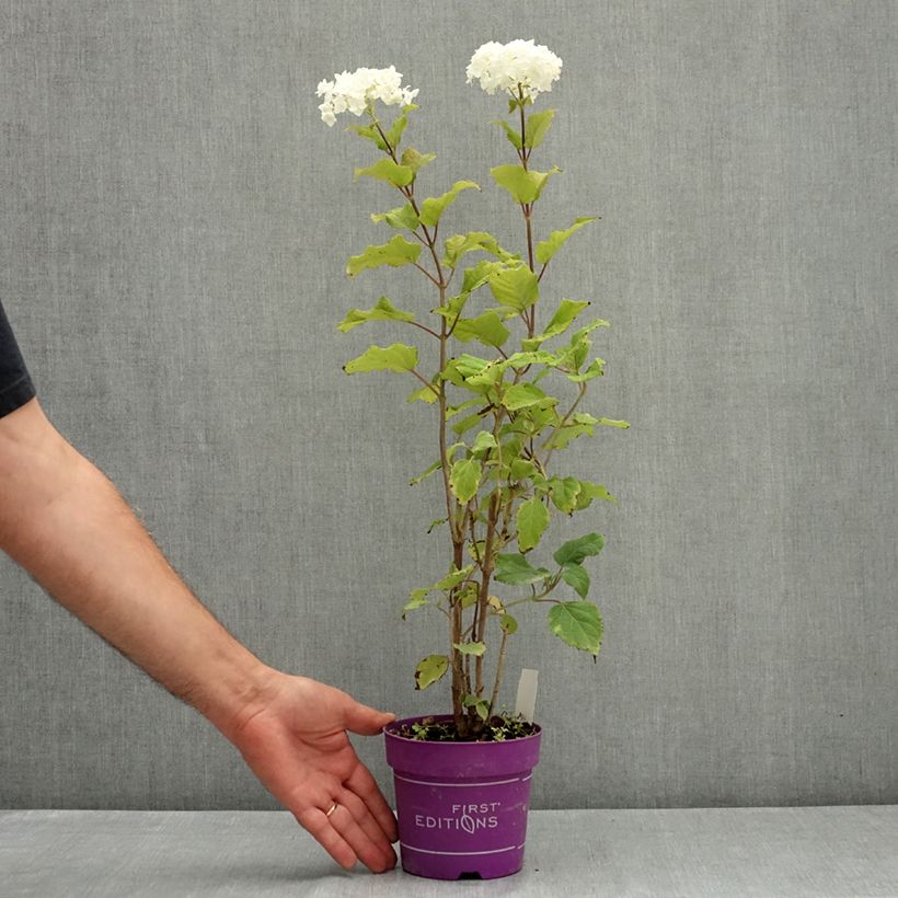 Hydrangea arborescens FlowerWOW  1L/1.5L pot sample as delivered in summer