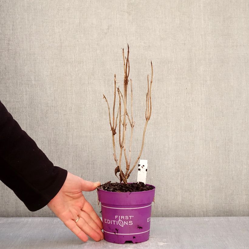 Hydrangea arborescens FlowerWOW  1L/1.5L pot sample as delivered in winter