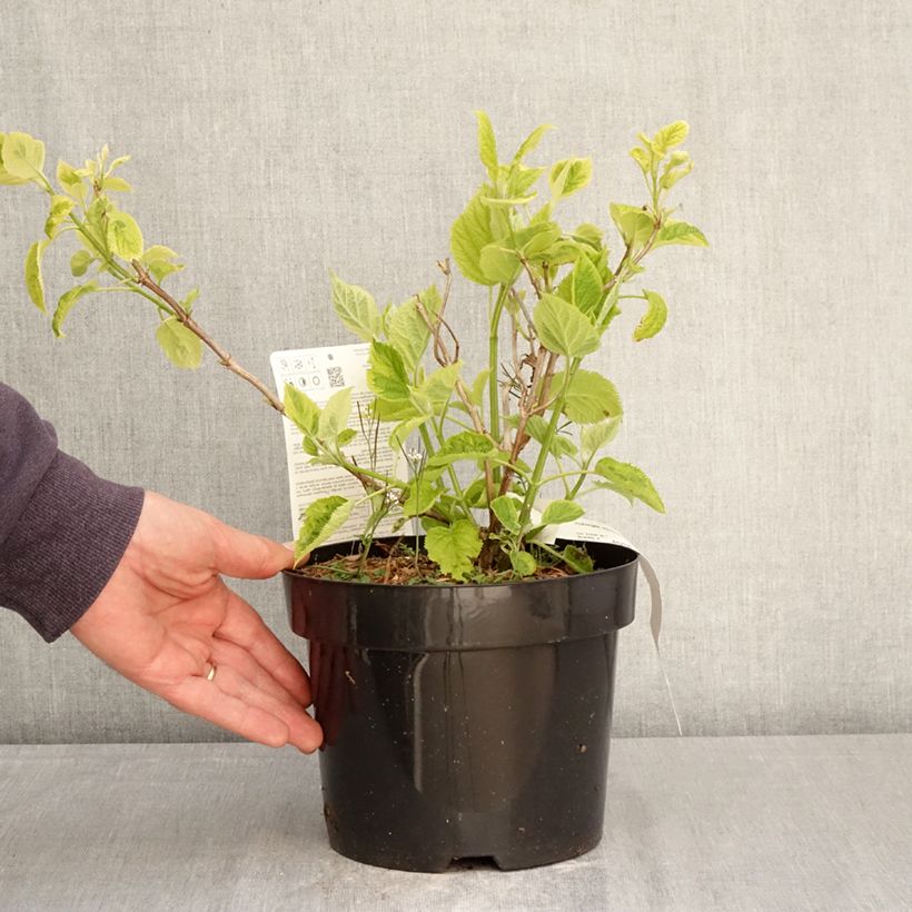 Hydrangea arborescens Golden Annabelle 3L/4L pot sample as delivered in spring