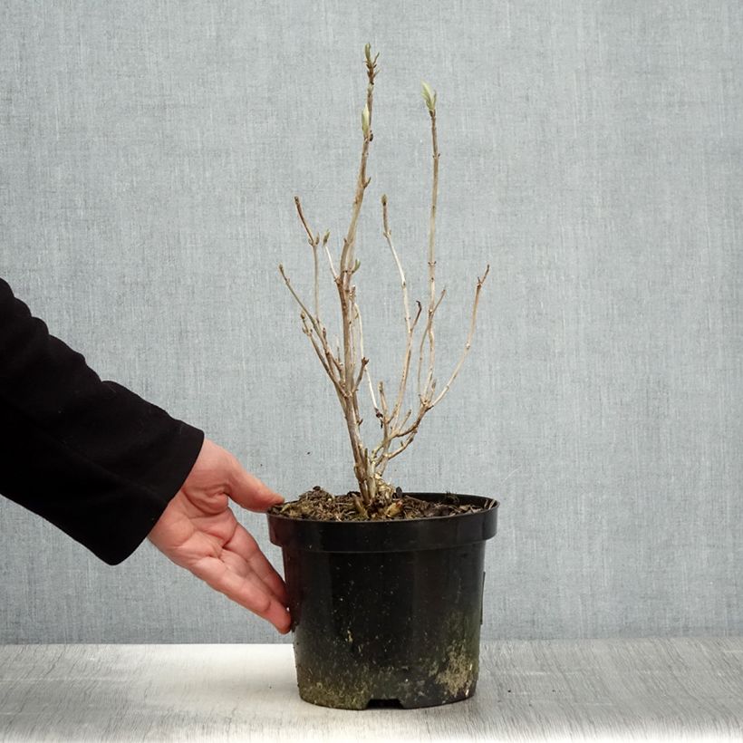 Hydrangea arborescens Hills of Snow 2L/3L pot sample as delivered in spring