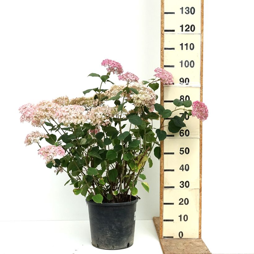 Hortensia arborescens Pink Annabelle ou Invincibelle Pot de 7,5L/10L, Buisson, 3 /5 branches sample as delivered in summer