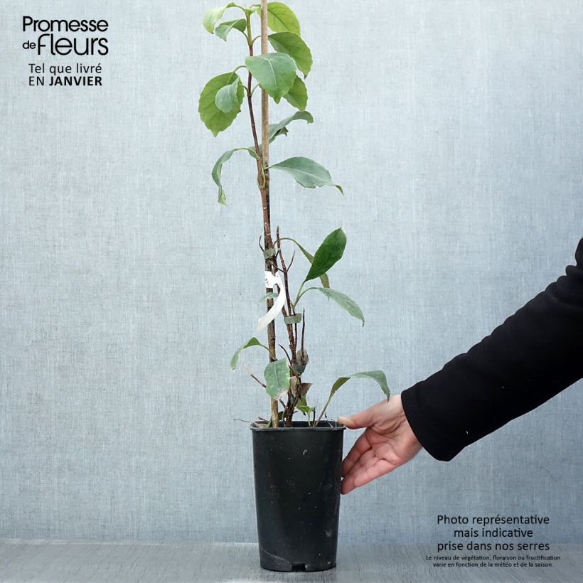 Hydrangea seemanii - Climbing Hydrangea 2L/3L pot sample as delivered in winter