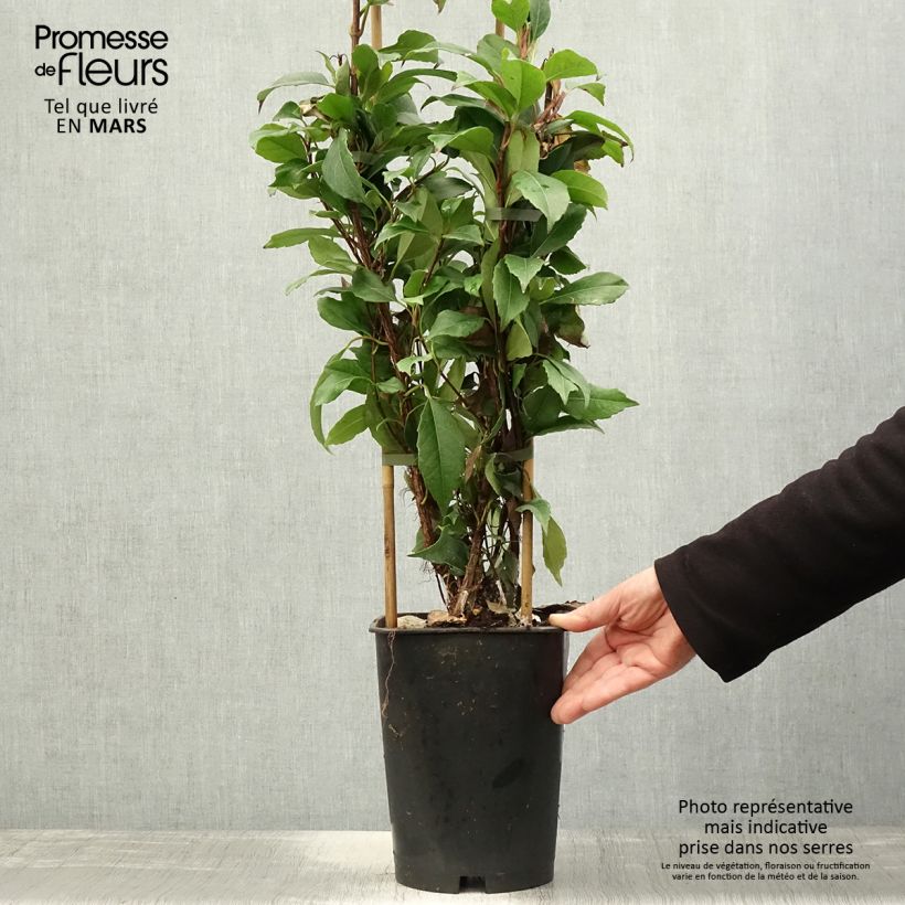 Hydrangea seemanii - Climbing Hydrangea 6L/7L pot sample as delivered in spring