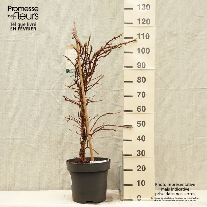 Hydrangea anomala subsp. petiolaris- Climbing Hydrangea 4L/5L pot sample as delivered in winter