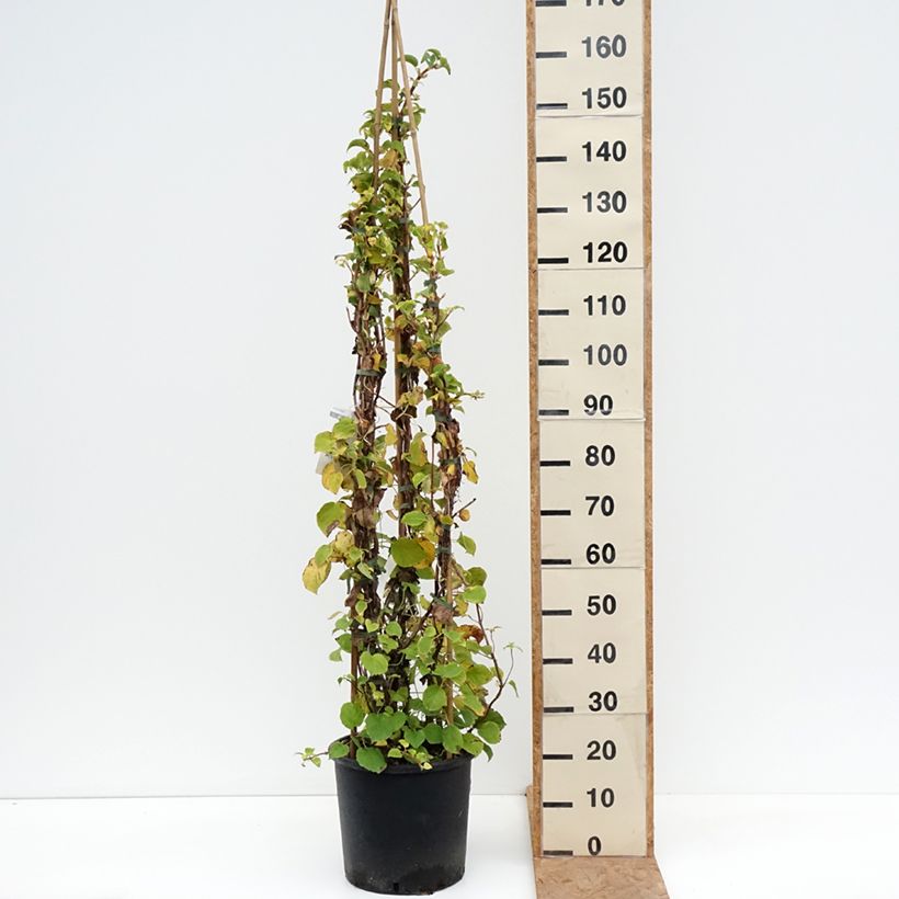 Hydrangea anomala subsp. petiolaris- Climbing Hydrangea 7.5L/10L pot sample as delivered in autumn