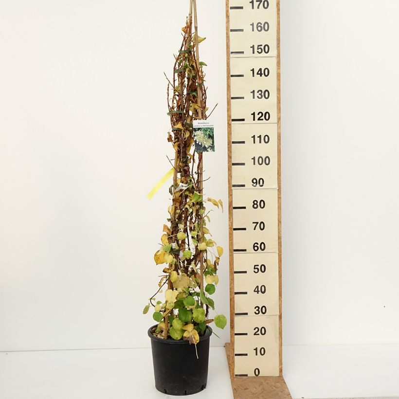 Hydrangea anomala subsp. petiolaris- Climbing Hydrangea 4L/5L pot sample as delivered in autumn