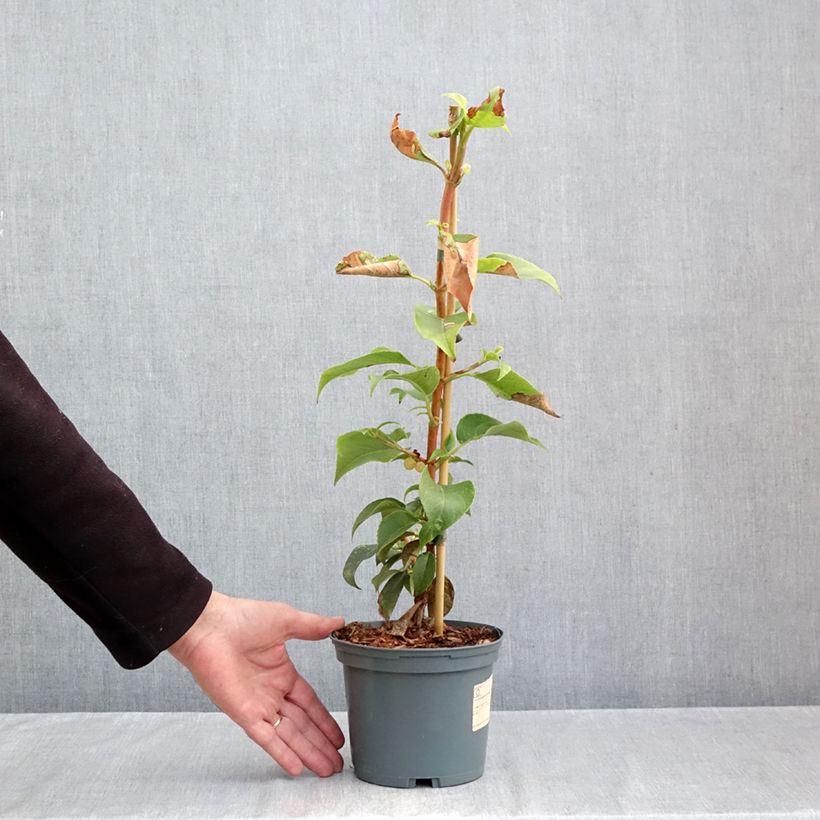 Hydrangea Semiola 2L/3L pot sample as delivered in autumn