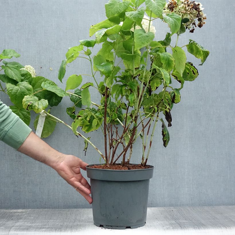 Hydrangea arborescens Annabelle 6L/7L pot sample as delivered in summer