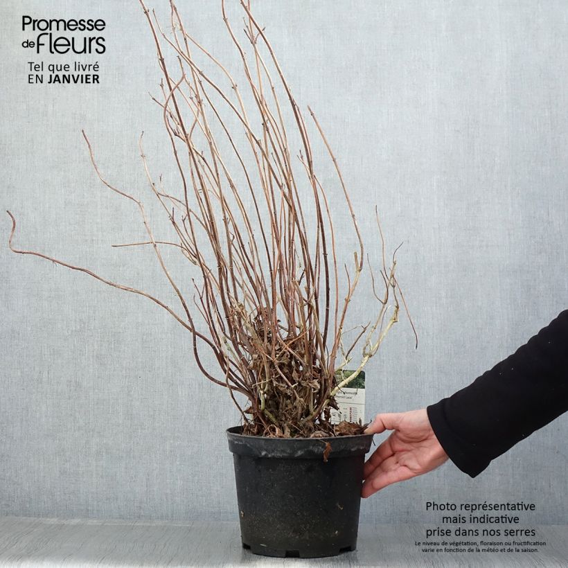 Hydrangea arborescens Emerald lace 4L/5L pot sample as delivered in winter