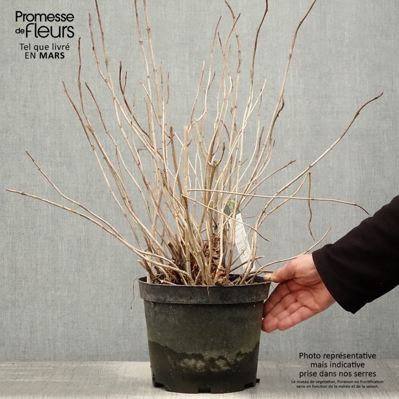 Hydrangea arborescens Emerald lace 4L/5L pot sample as delivered in spring