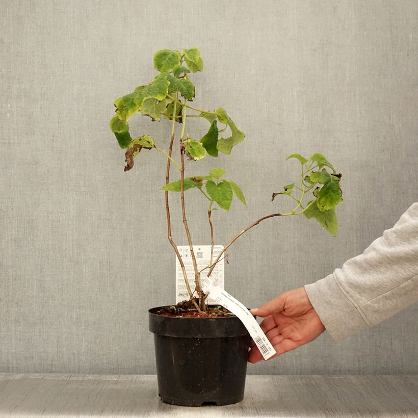 Hydrangea arborescens Golden Annabelle 3L/4L pot sample as delivered in autumn