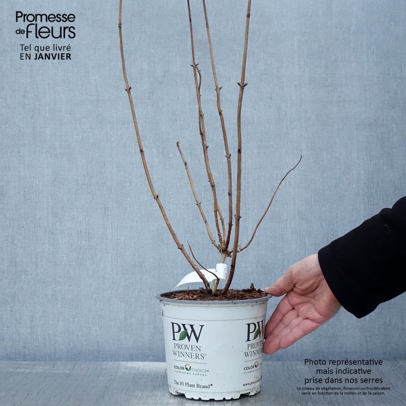 Hydrangea arborescens Pink Annabelle - Invicibelle 2L/3L pot sample as delivered in winter