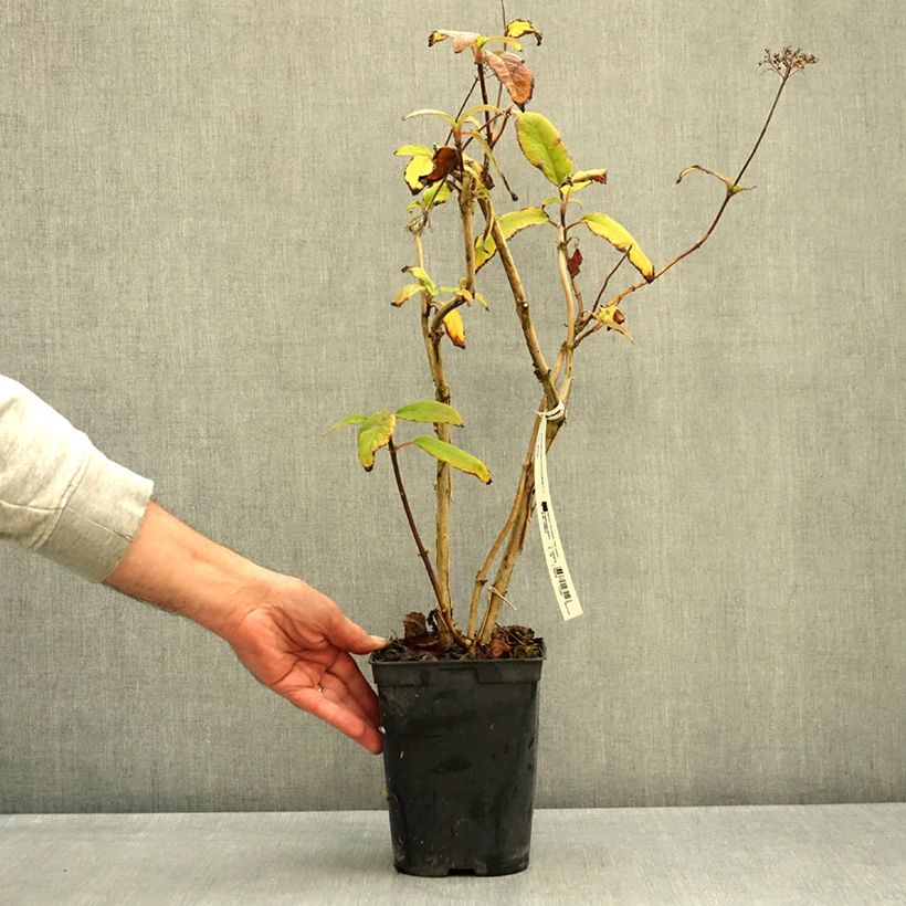 Hydrangea aspera Anthony Bullivant 1.5L/2L pot sample as delivered in autumn