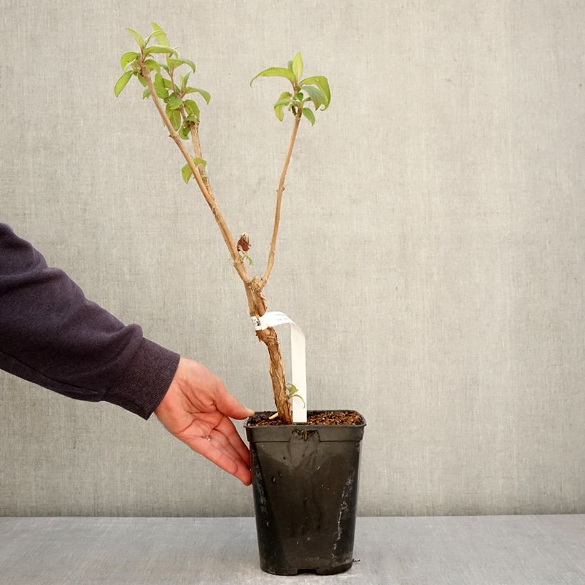 Hydrangea aspera Anthony Bullivant 1.5L/2L pot sample as delivered in spring