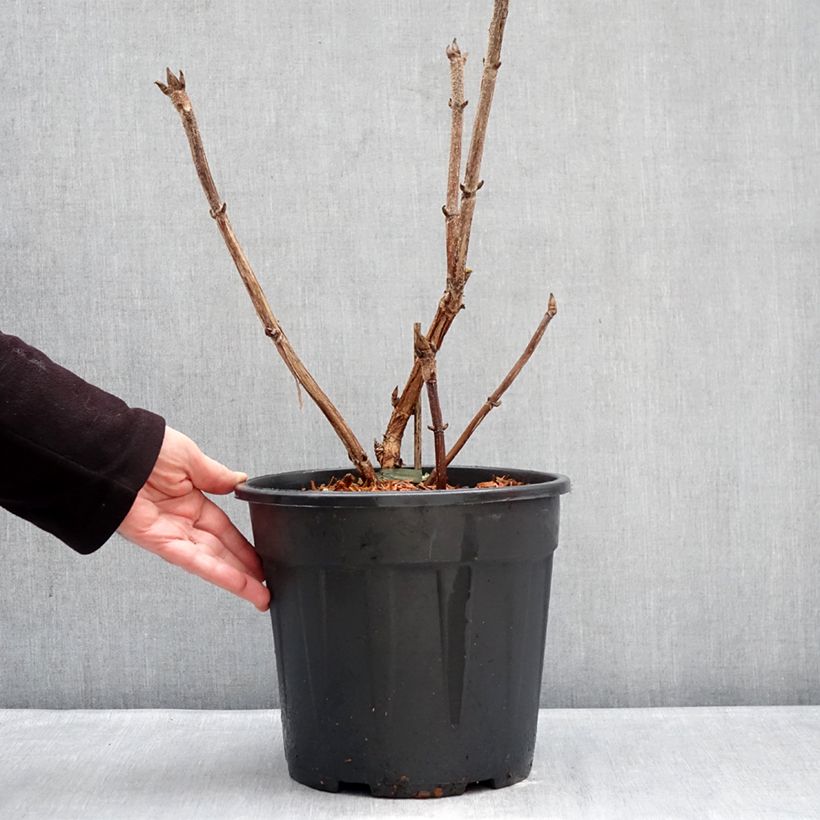 Hydrangea aspera Kawakami 7.5L/10L pot sample as delivered in winter