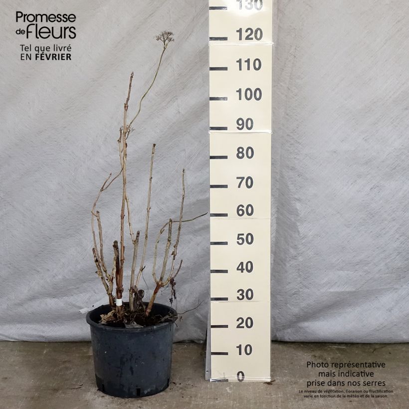 Hydrangea aspera Macrophylla 7.5L/10L pot sample as delivered in winter