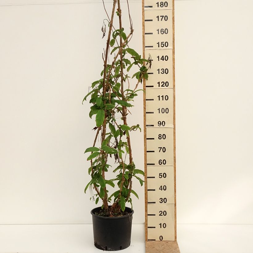 Hydrangea aspera Macrophylla 7.5L/10L pot sample as delivered in summer