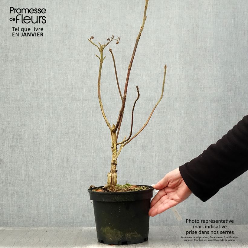 Hydrangea aspera Velvet & Lace 4L/5L pot sample as delivered in winter