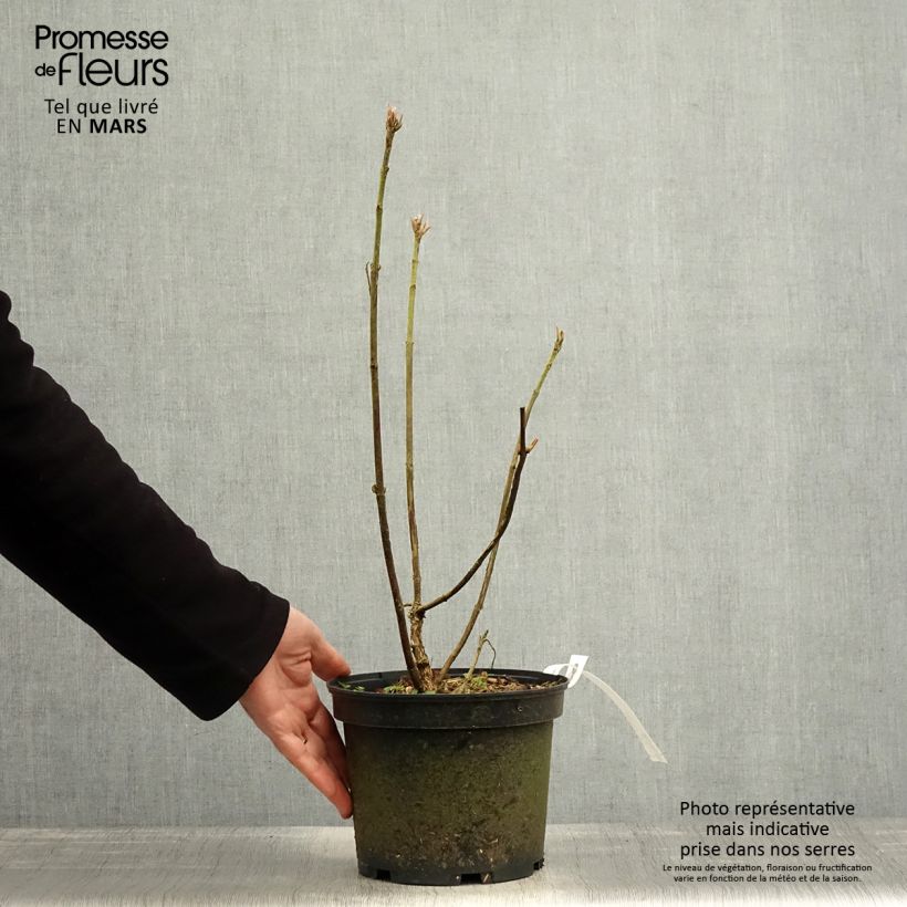 Hydrangea aspera Velvet & Lace 4L/5L pot sample as delivered in spring