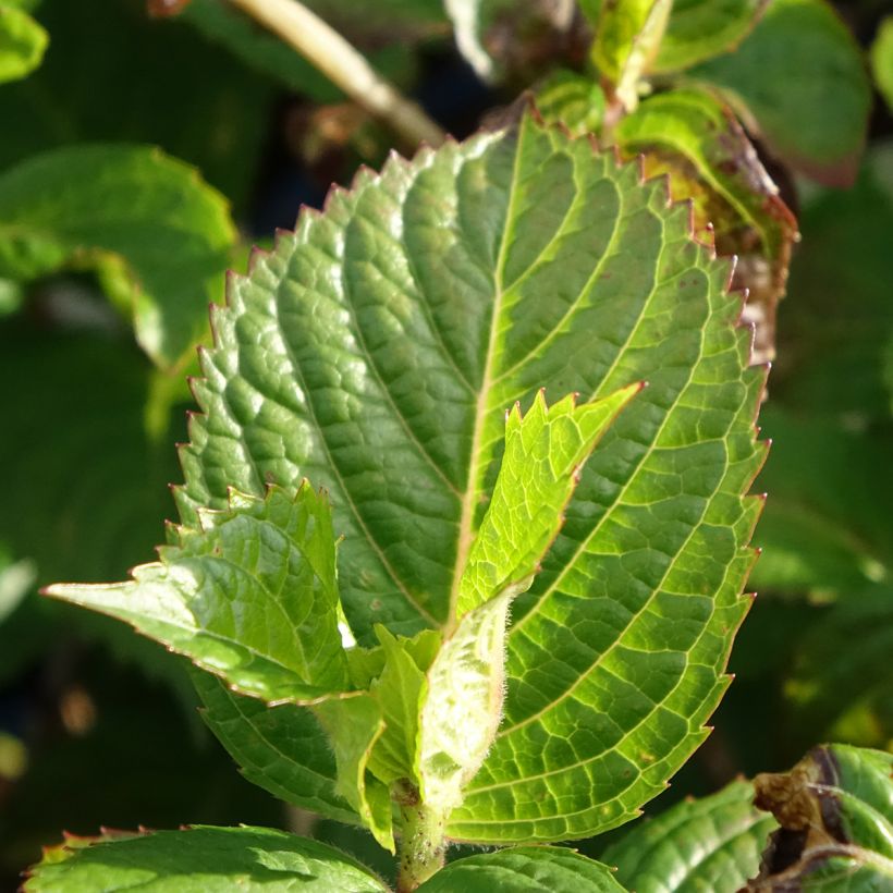 Hydrangea macrophylla Endless Summer Pop Star (Foliage)