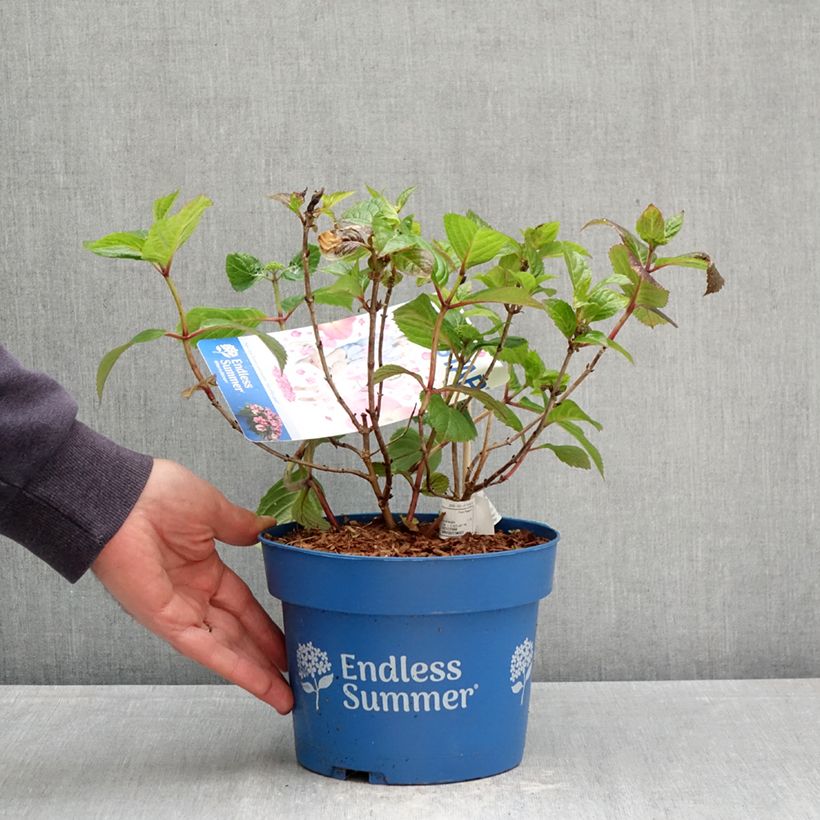 Hydrangea macrophylla Endless Summer Pop Star 3L/4L pot sample as delivered in spring