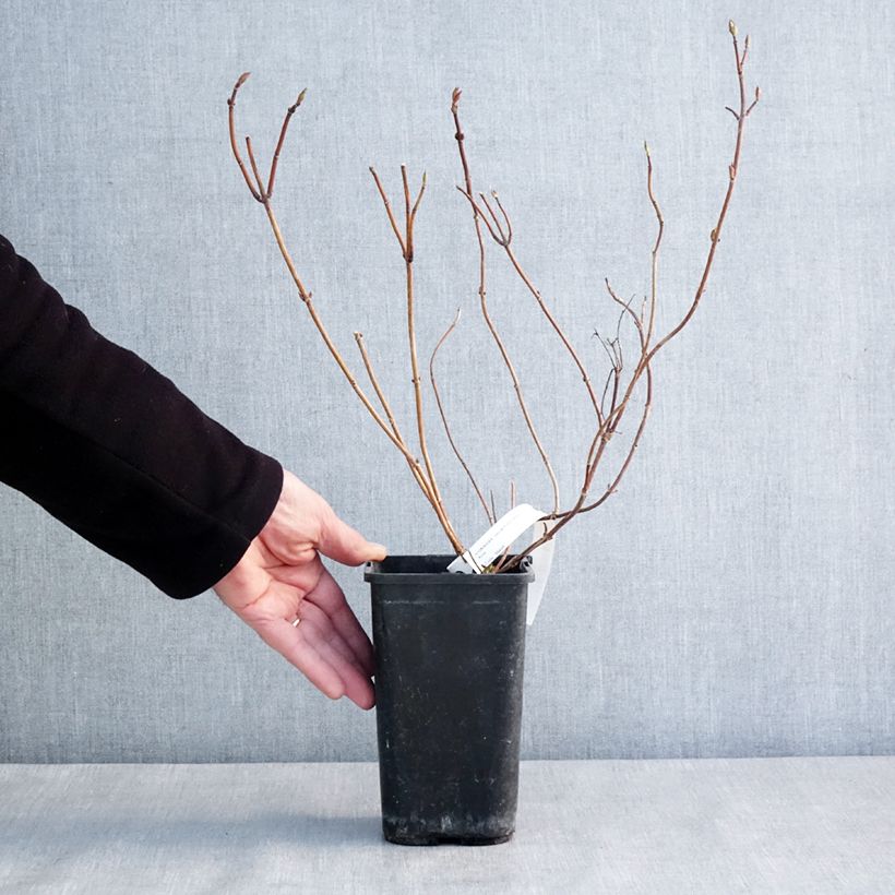 Hydrangea French Bolero 1.5L/2L pot sample as delivered in winter