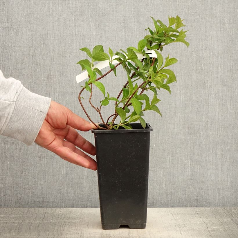 Hydrangea French Bolero 1.5L/2L pot sample as delivered in spring