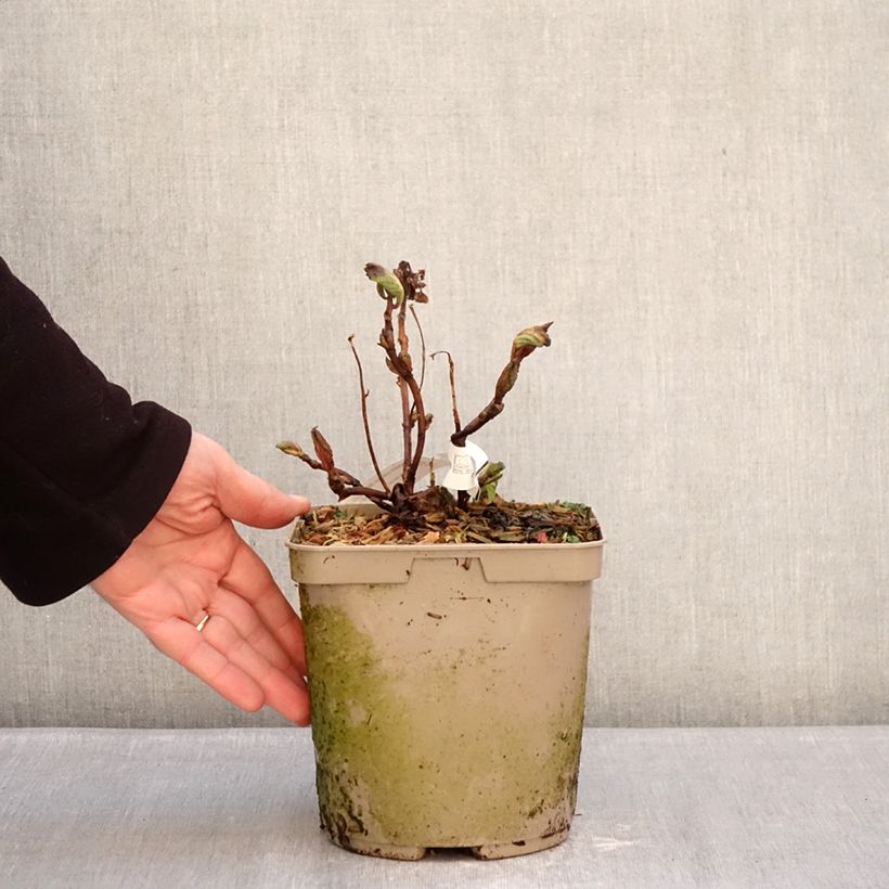 Hydrangea macrophylla Amethyst  3L/4L pot sample as delivered in winter