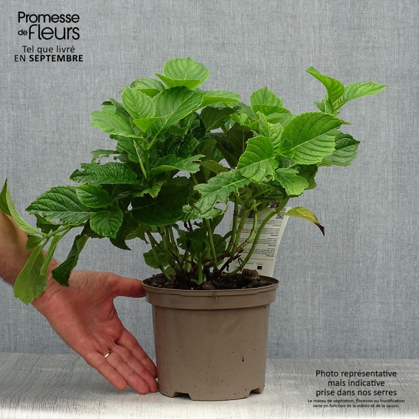Hydrangea macrophylla Red Baron 2L/3L pot sample as delivered in autumn